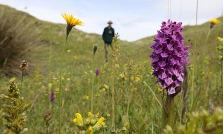A common spotted orchid and other flowers on the dunes at Kenfig.